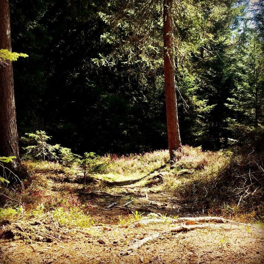 Appartmenthaus Birkenwald เซเฟลด์ อิน ทิโรล ภายนอก รูปภาพ